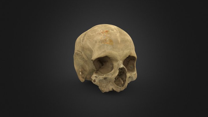 Cráneo humano 1 3D Model