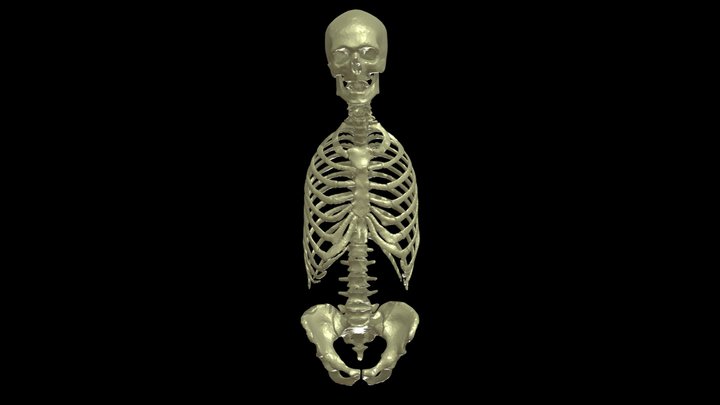 Axial skeleton (full) 3D Model