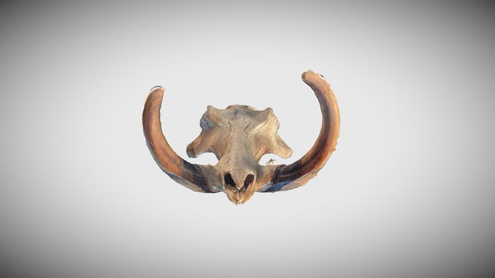 Череп. Бородавочник. Phacochoerus africanus. 3D Model