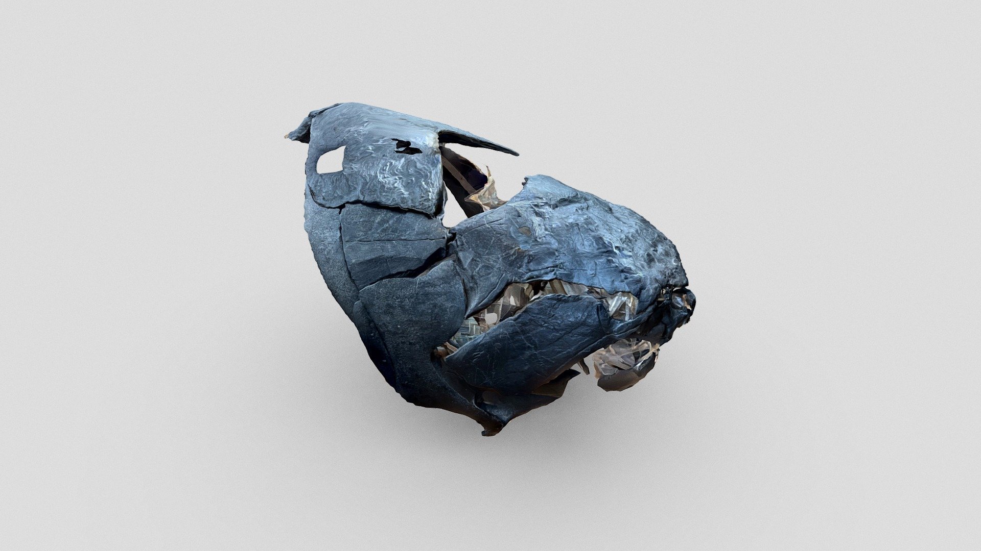 Placoderme (Museum of Nat. History)