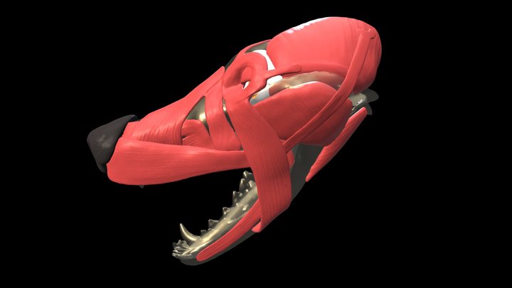 muscles of canine head 3D Model
