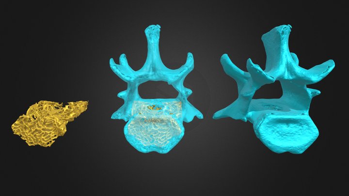 Rhynchomys vertebra (FMNH 189833) 3D Model