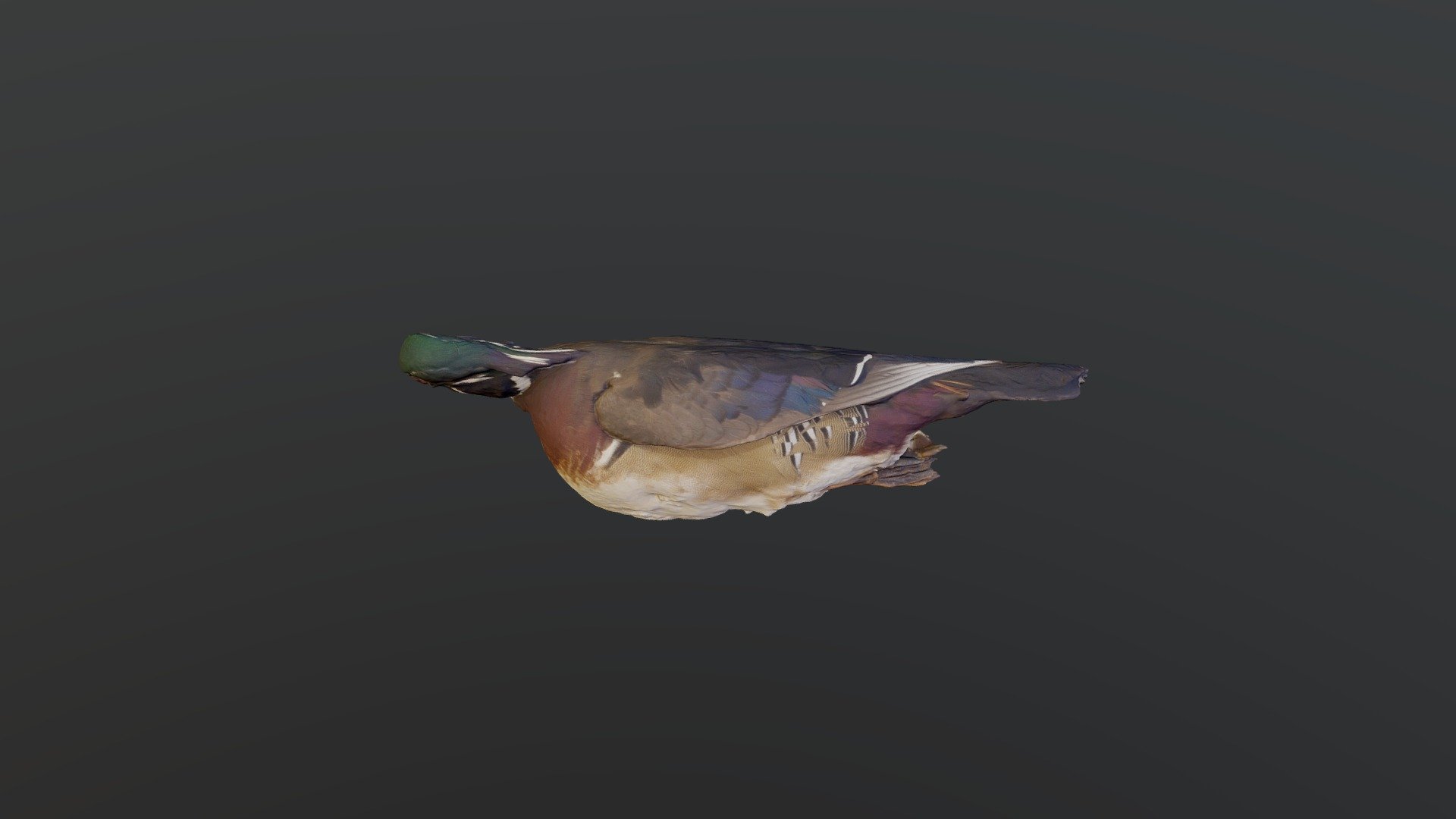 Wood Duck - Aix sponsa