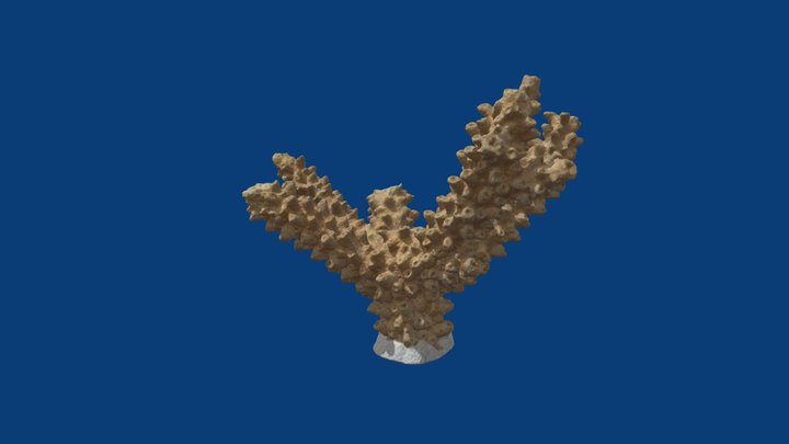 Acropora cervicornis (MCZ 162167) 3D Model