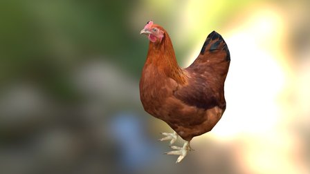 Chicken 3D Model