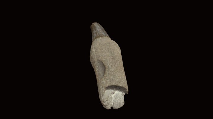 mosasaurus tooth 000496 3D Model