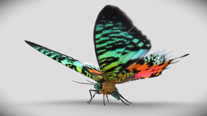 Madagascan Sunset Moth 3D Model