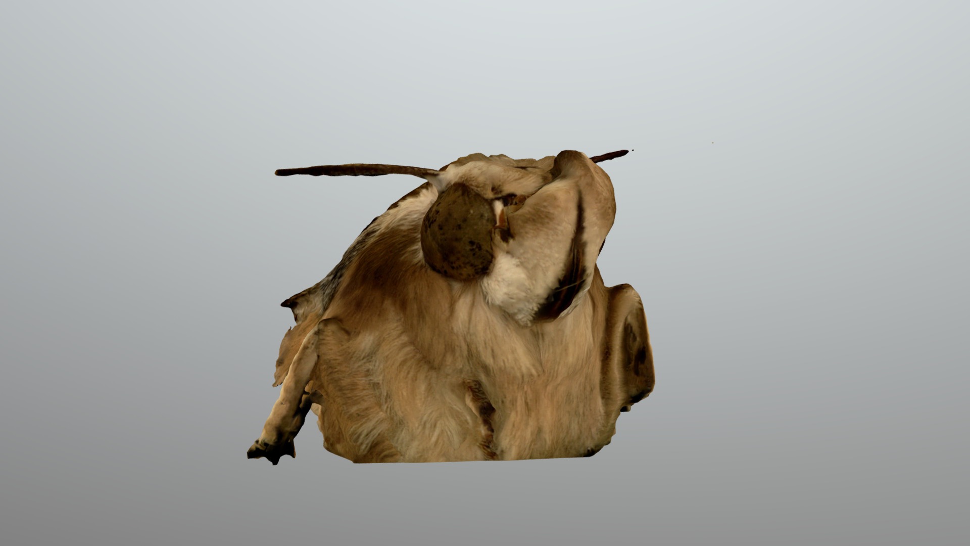 Microscope photoscan - Moth test 41x zoom