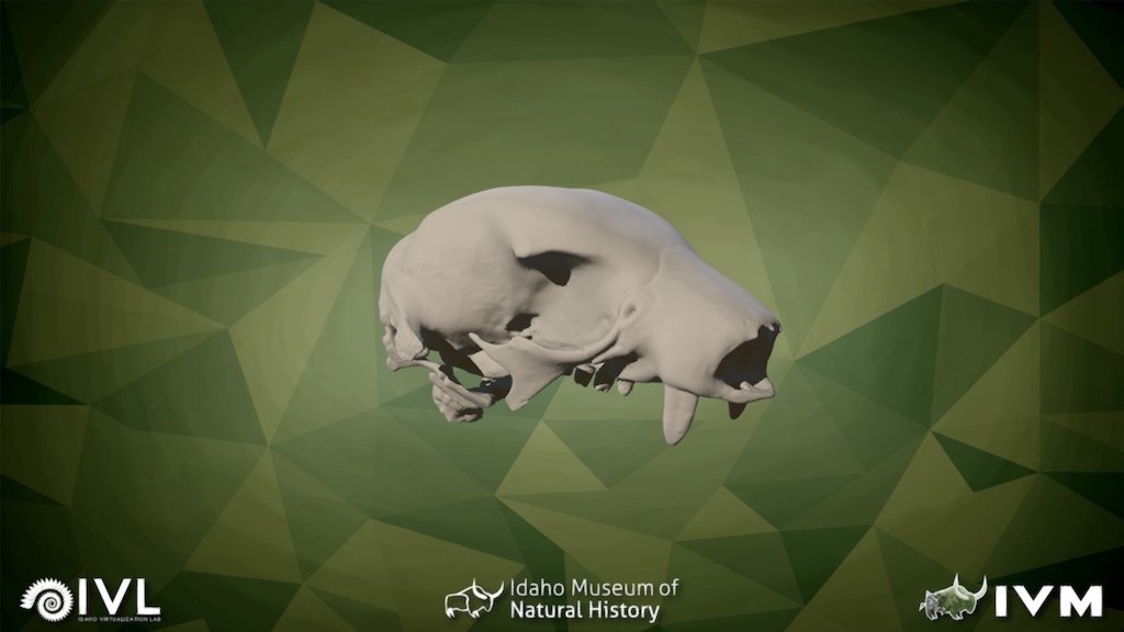 IMNH R-944 Two Toed Sloth Cranium — Sketchfab embed 3D viewer