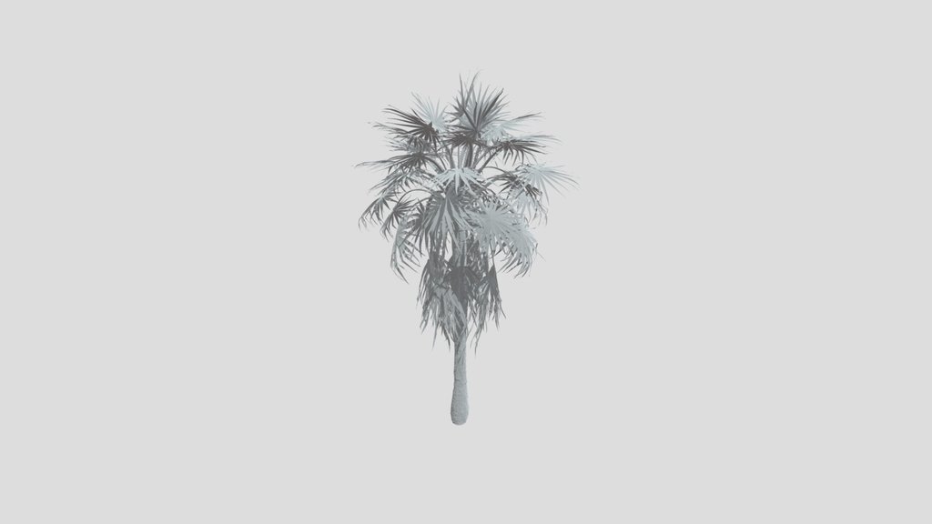 Caraday Palm Young Var