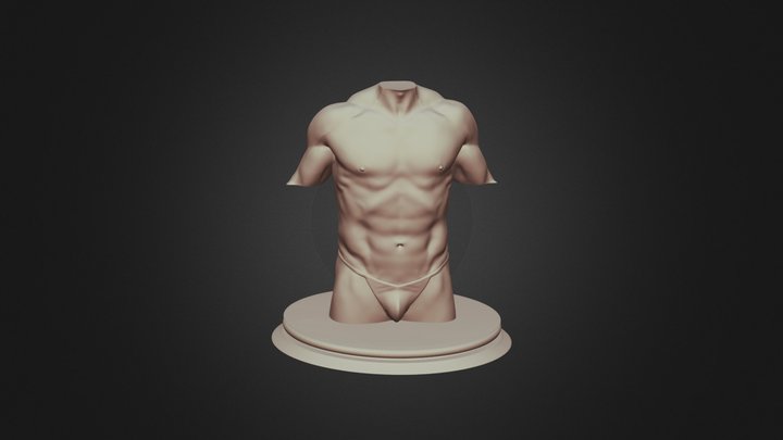 Torso - 3D Model - Anatomy 3D Model
