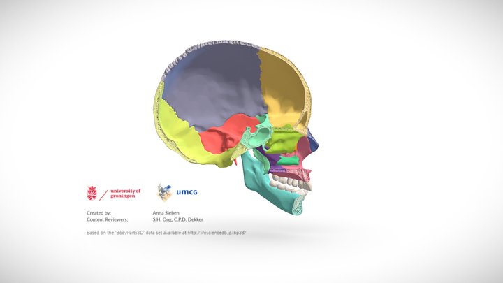 Sagittal cut of the human cranium and mandible 2 – Modello 3D gratuito STL