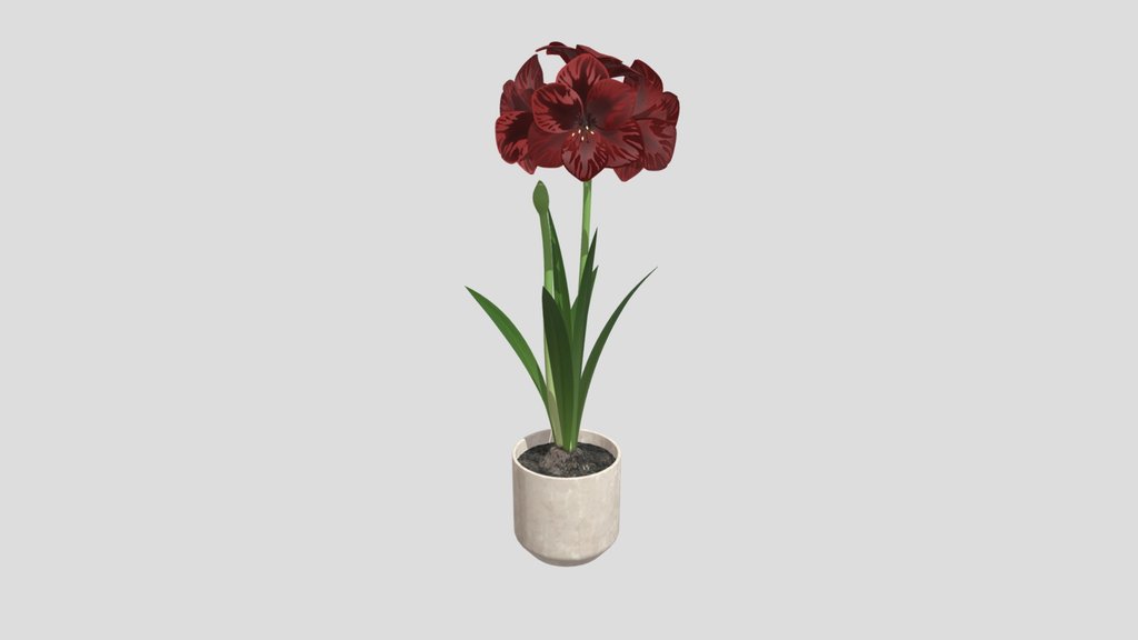 Red Amaryllis Ceramic Pot