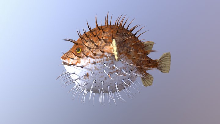 Blowfish 3D Model