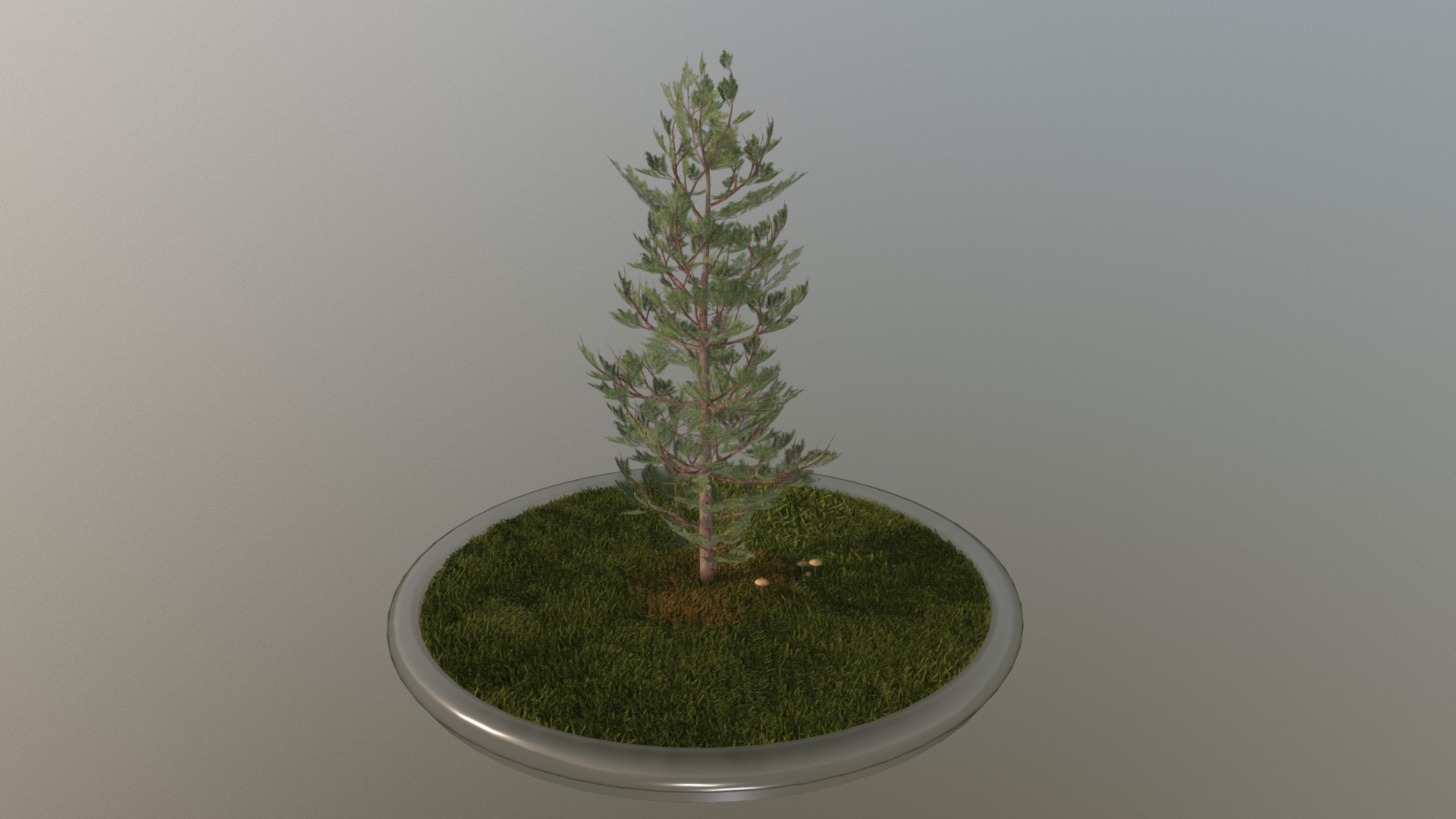 3D model Pine Tree – 8 Meter - This is a 3D model of the Pine Tree - 8 Meter. The 3D model is about a small tree on a green surface.