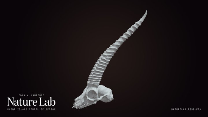 Thomson's Gazelle – Kostenloses 3D-Modell STL