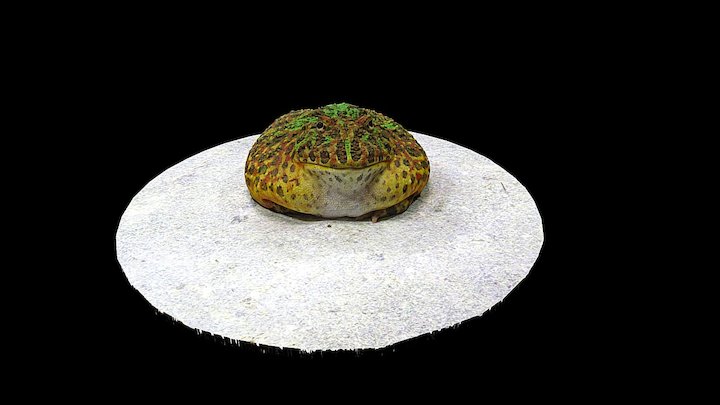 Model 10 - Horned Frog – Modelo 3D gratuito STL