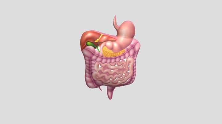 Intestinal 3D Model
