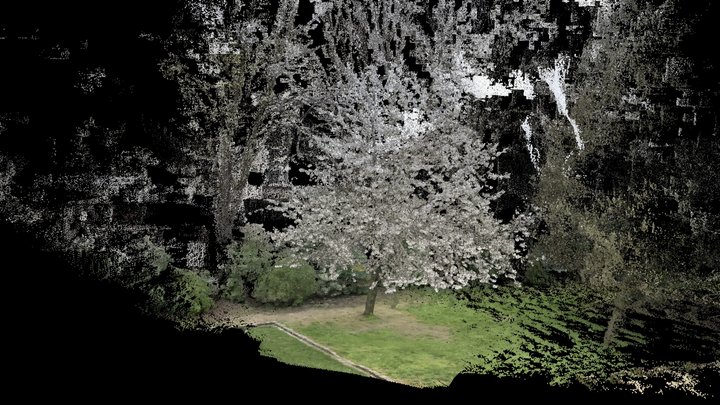Arbre 02 3D Model