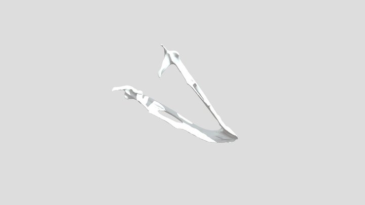 Tettrao tetrix - bottom jaw – Free 3D Model STL