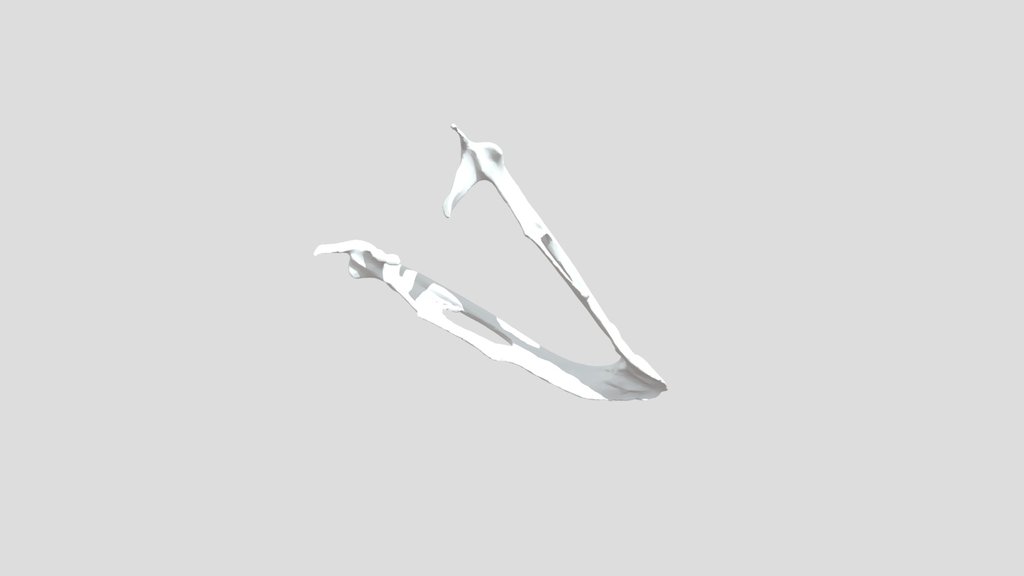 Tettrao tetrix - bottom jaw