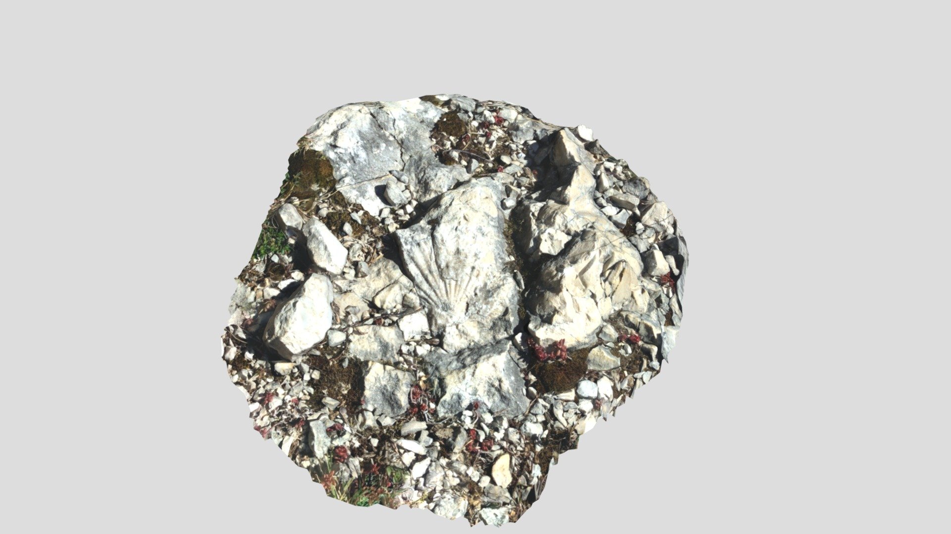 Pectens