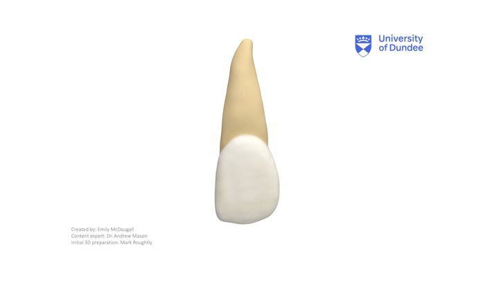 Maxillary Lateral Incisor – Modello 3D gratuito STL