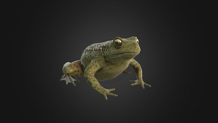 Vroedmeester Pad - Common Midwife Toad 3D Model