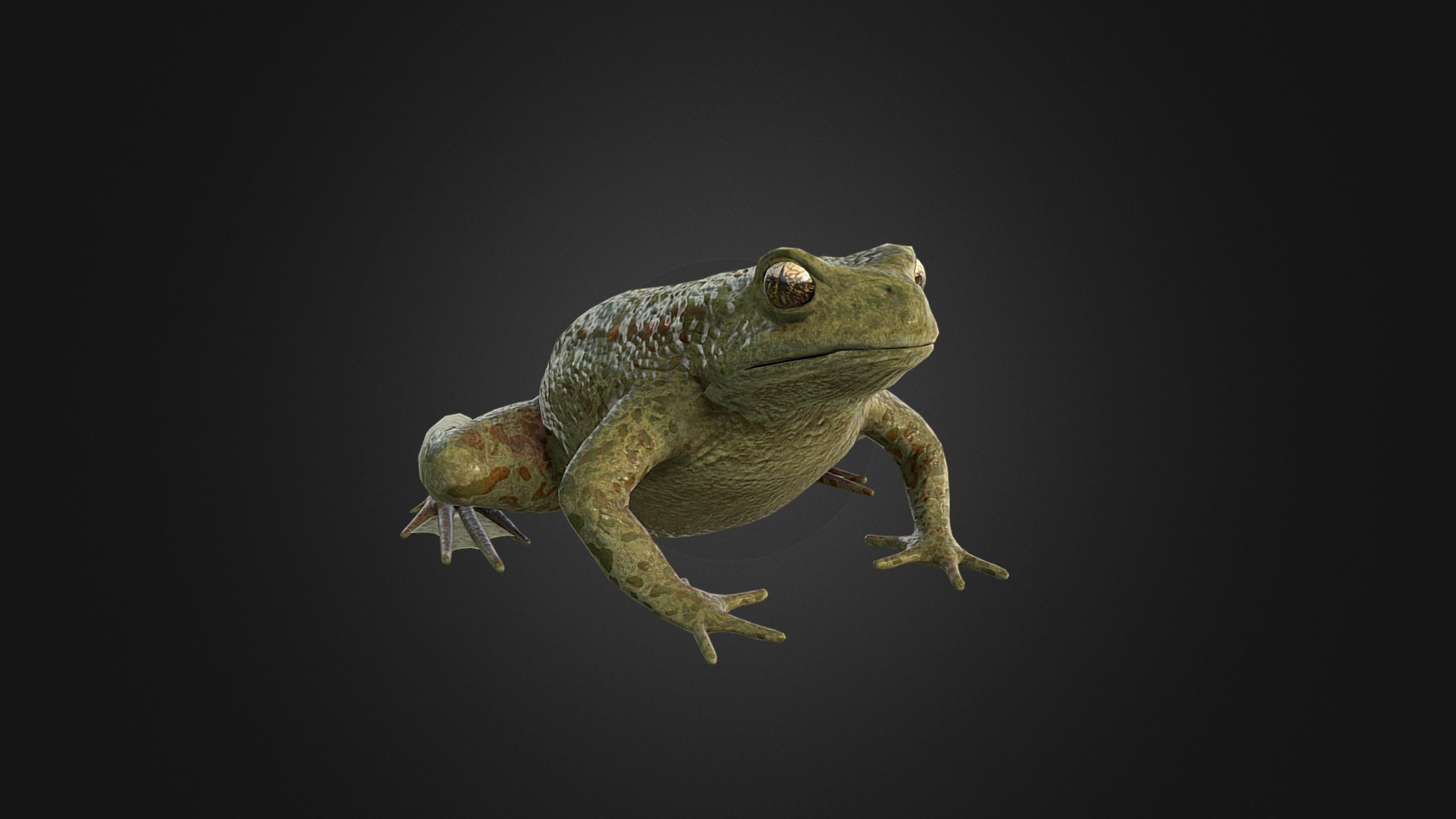 Vroedmeester Pad - Common Midwife Toad - 3D model by create_studio ...