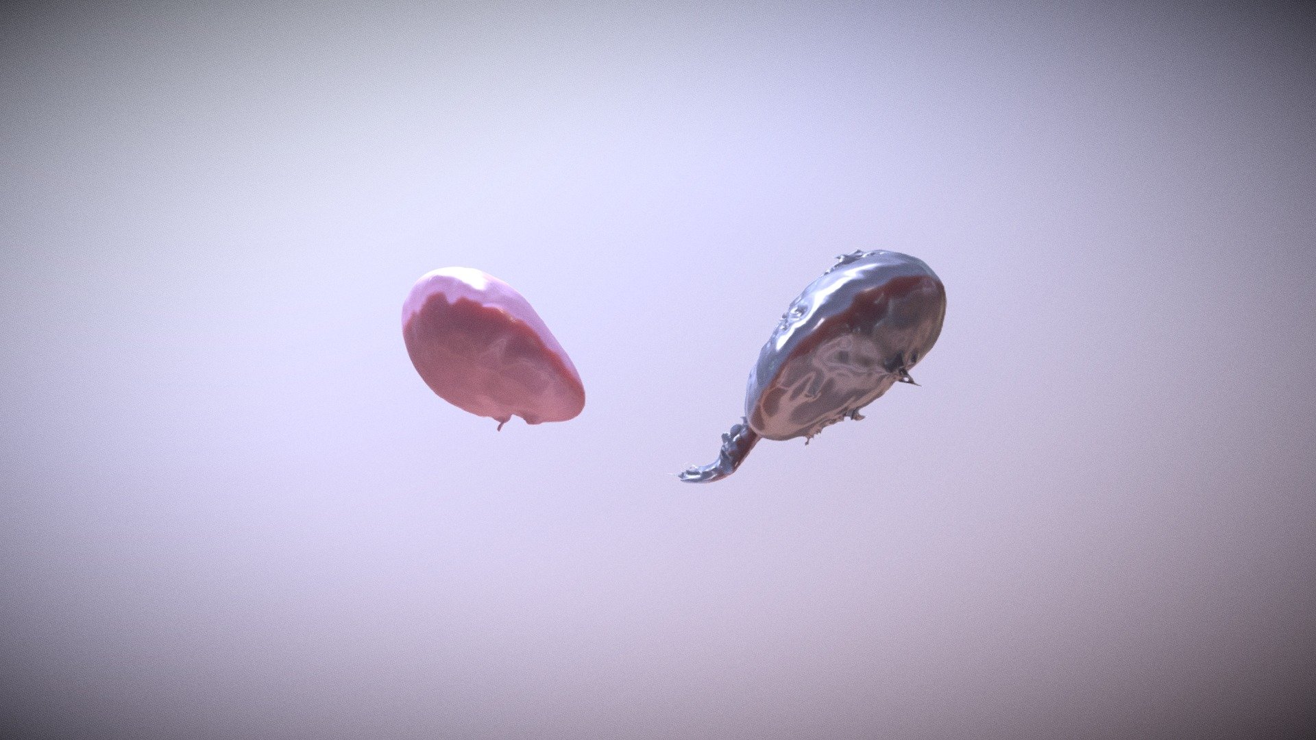 Kidneys