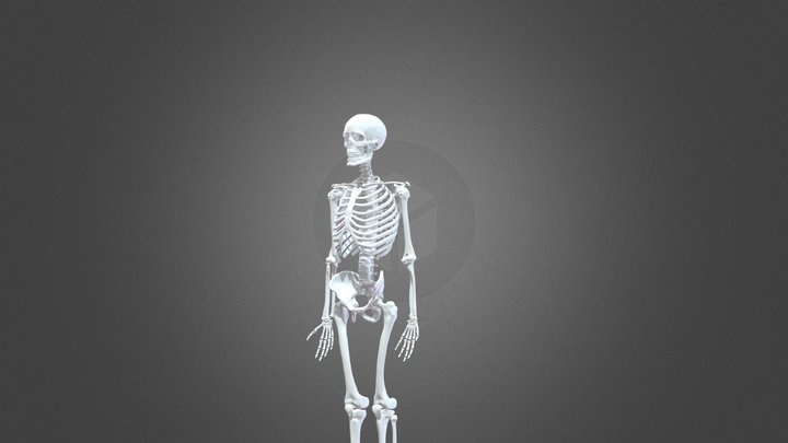 uploads_files_73986_skeleton(1)(1) 3D Model