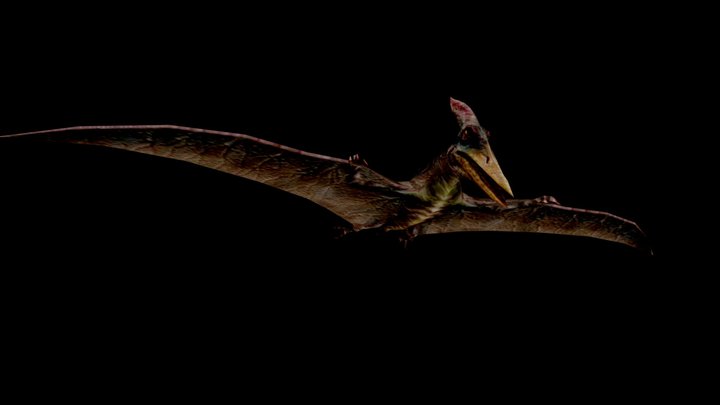 Pteranodon – Modello 3D gratuito STL