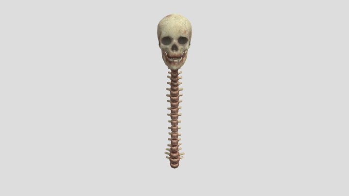 skull 3D Model