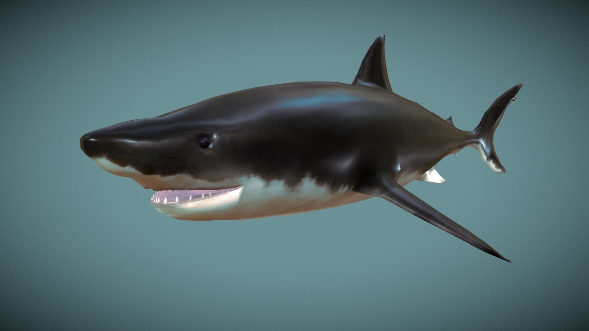 Great White Shark - 3D model by josluat91 [5e91928] - Sketchfab