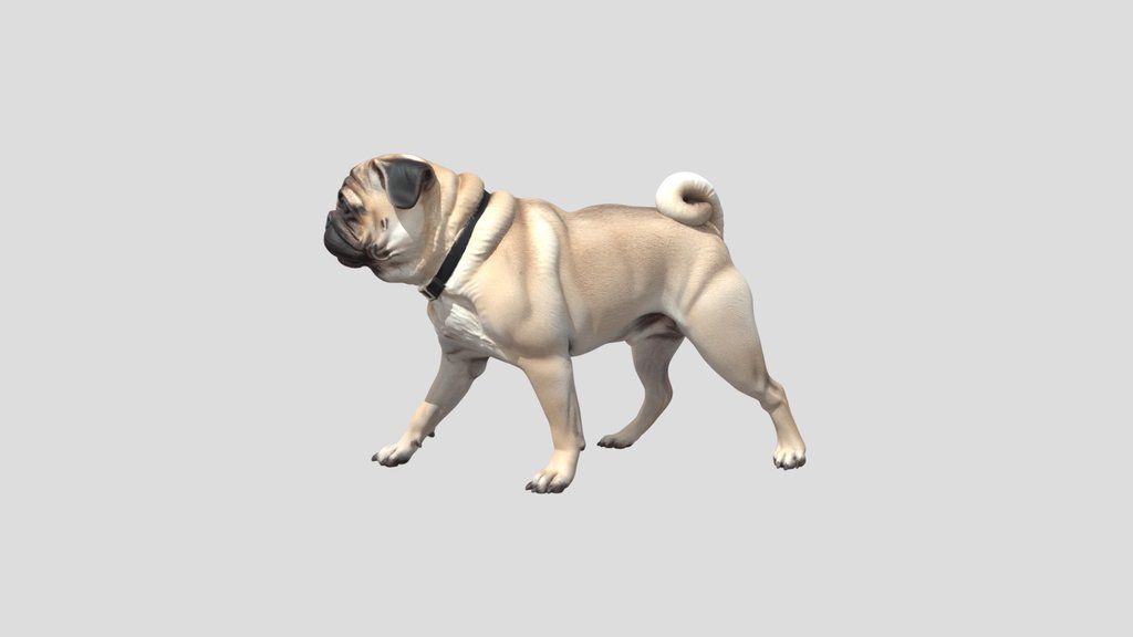 Pug In Profile