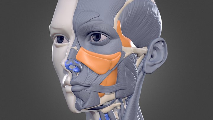Female Bust - Human Anatomy Study 3D Model