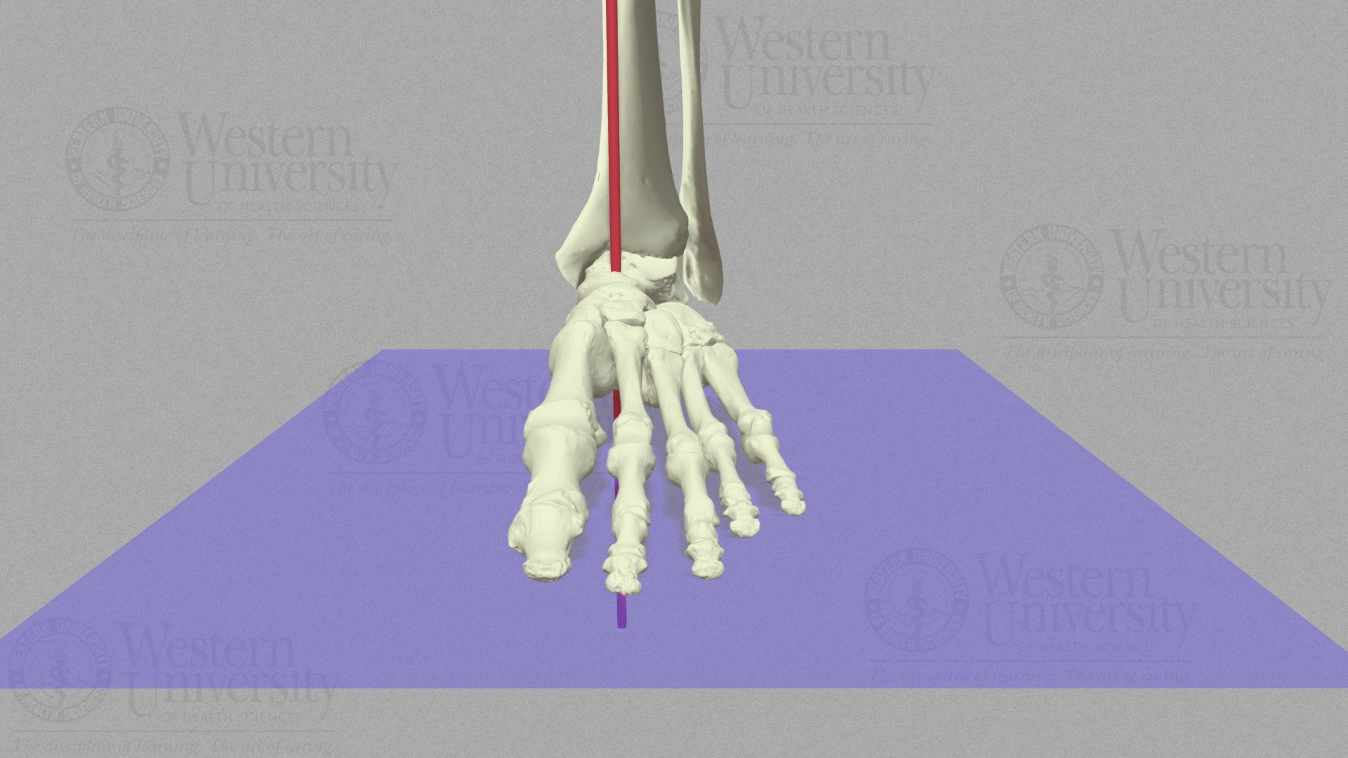 Abduction and Adduction of the Foot - 3D model by WesternU3D [5e97194 ...