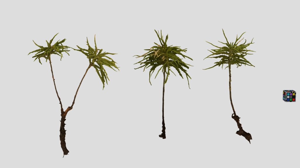 CC0 コウヤノマンネングサ Tree Moss, Climacium japonicum