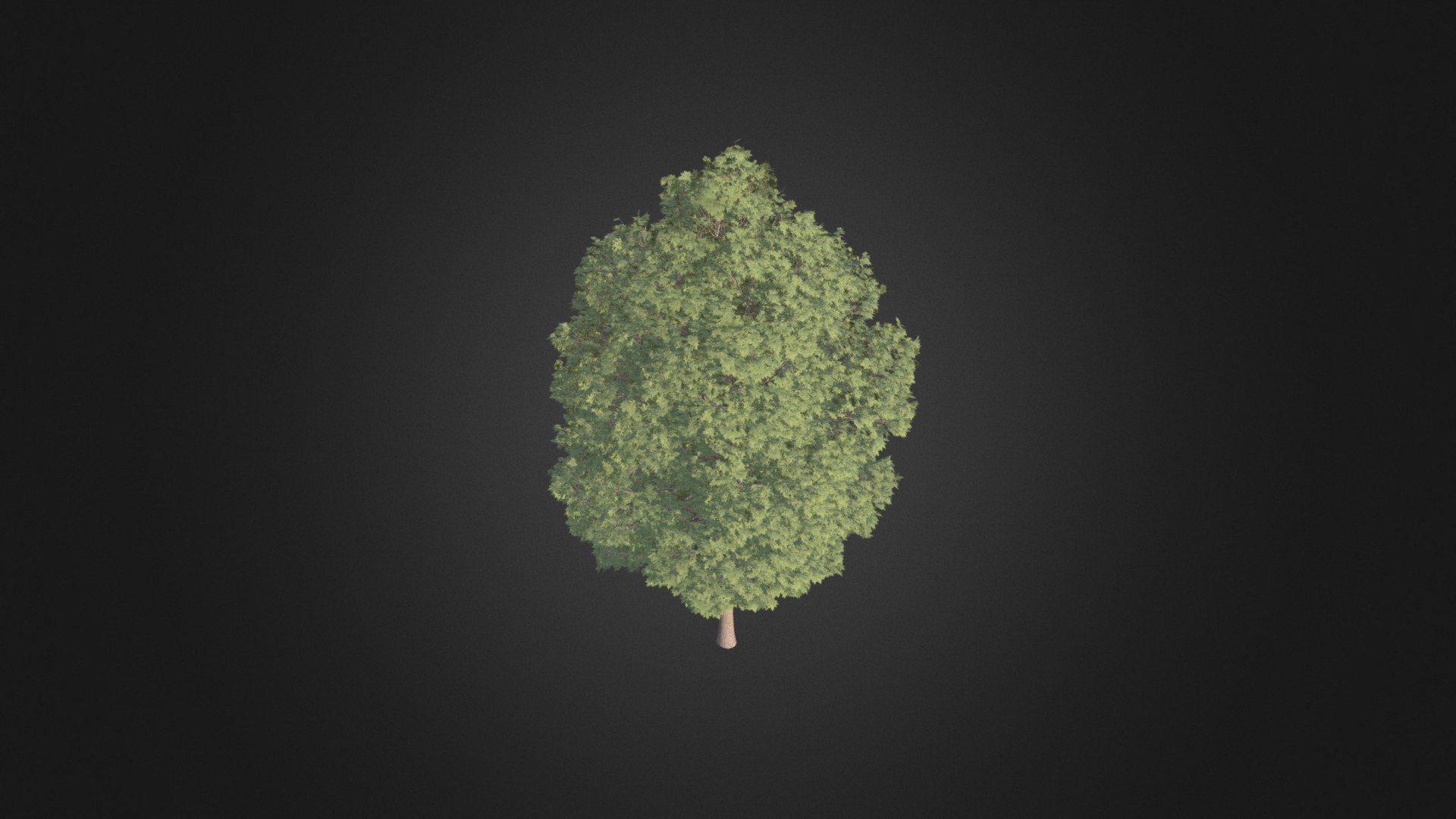 Common Maple 2 (Acer campestre) — Sketchfab embed 3D viewer