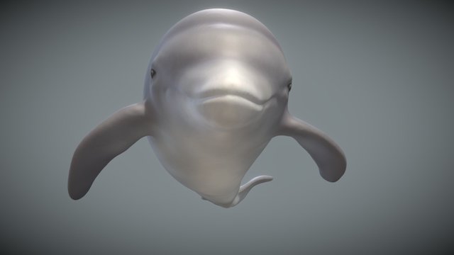 ..dolphin.. 3D Model