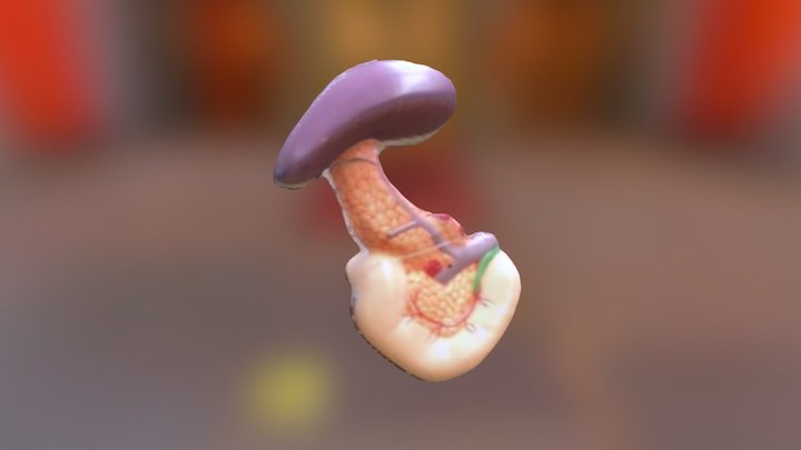 Duodenum, Pancreas, Spleen 3D Model