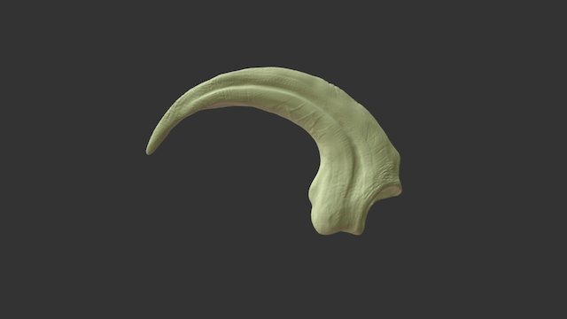 Velociraptor Claw 3D Model