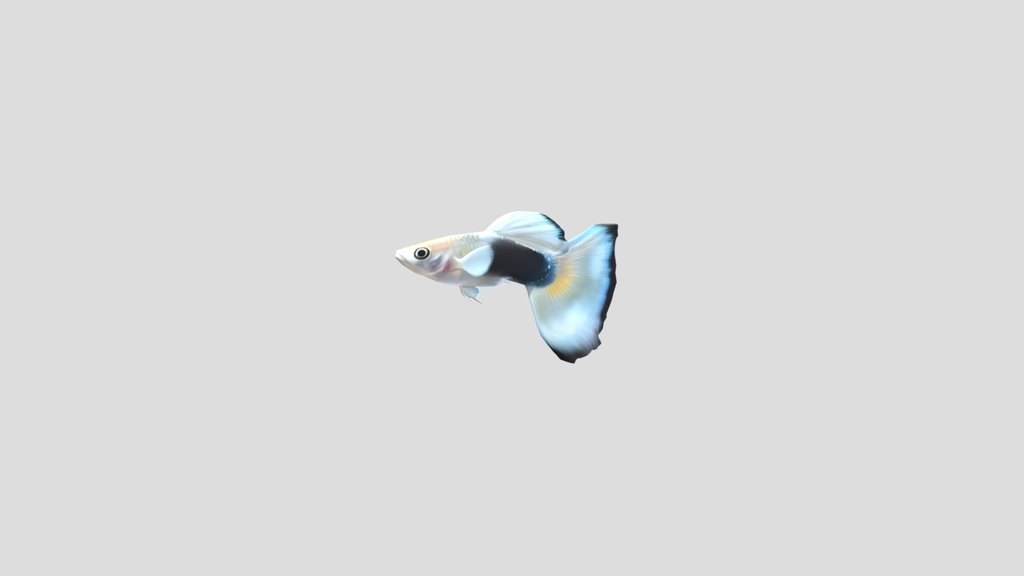 Pastel Tuxedo Guppy Male