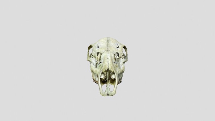 Deer Skull 3D Model