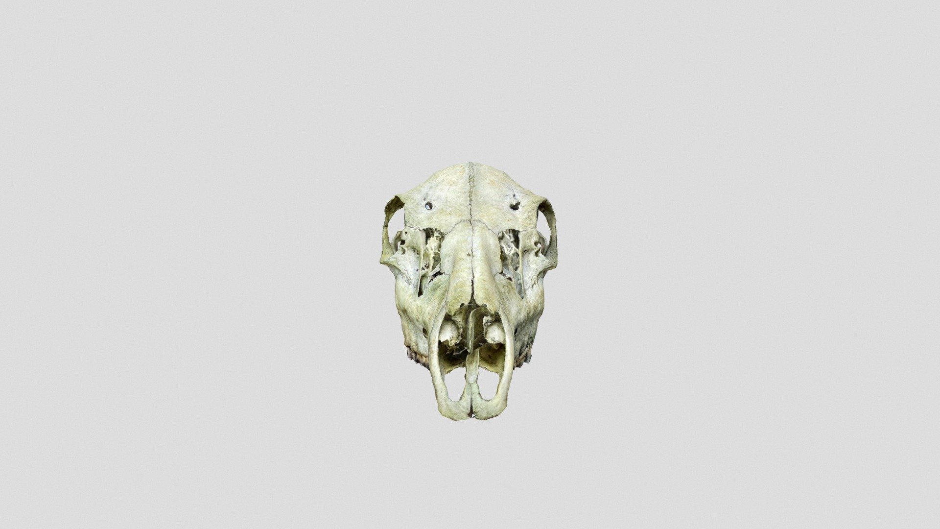 Deer Skull - Download Free 3D model by daniel.swarovski [5ea6506