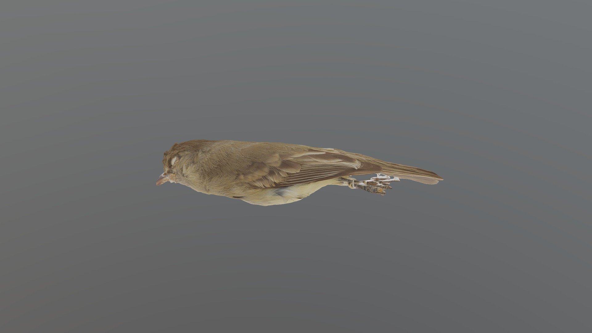 Northern Beardless Tyrannulet - Camptostoma im..