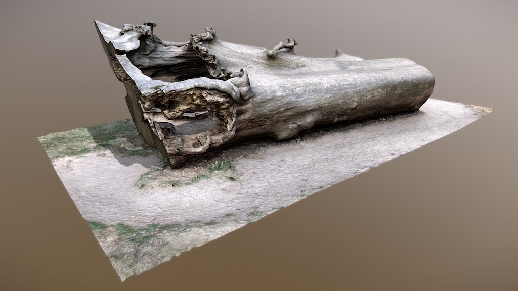 A large lying dead tree trunk