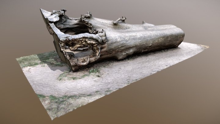 A large lying dead tree trunk