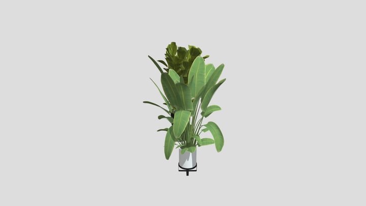 Plants 3D Model