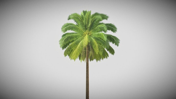 Palm Tree 02 (Lowpoly) – Modello 3D gratuito STL